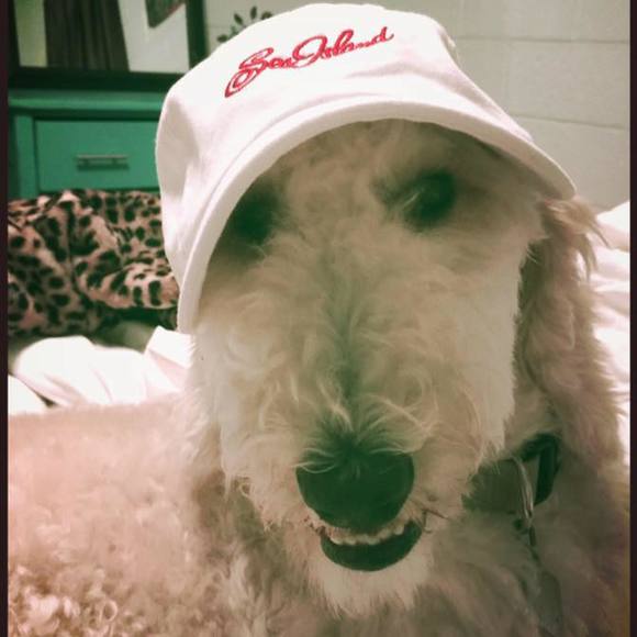 Meet your Posher, Zelda - Picture 1 of 1